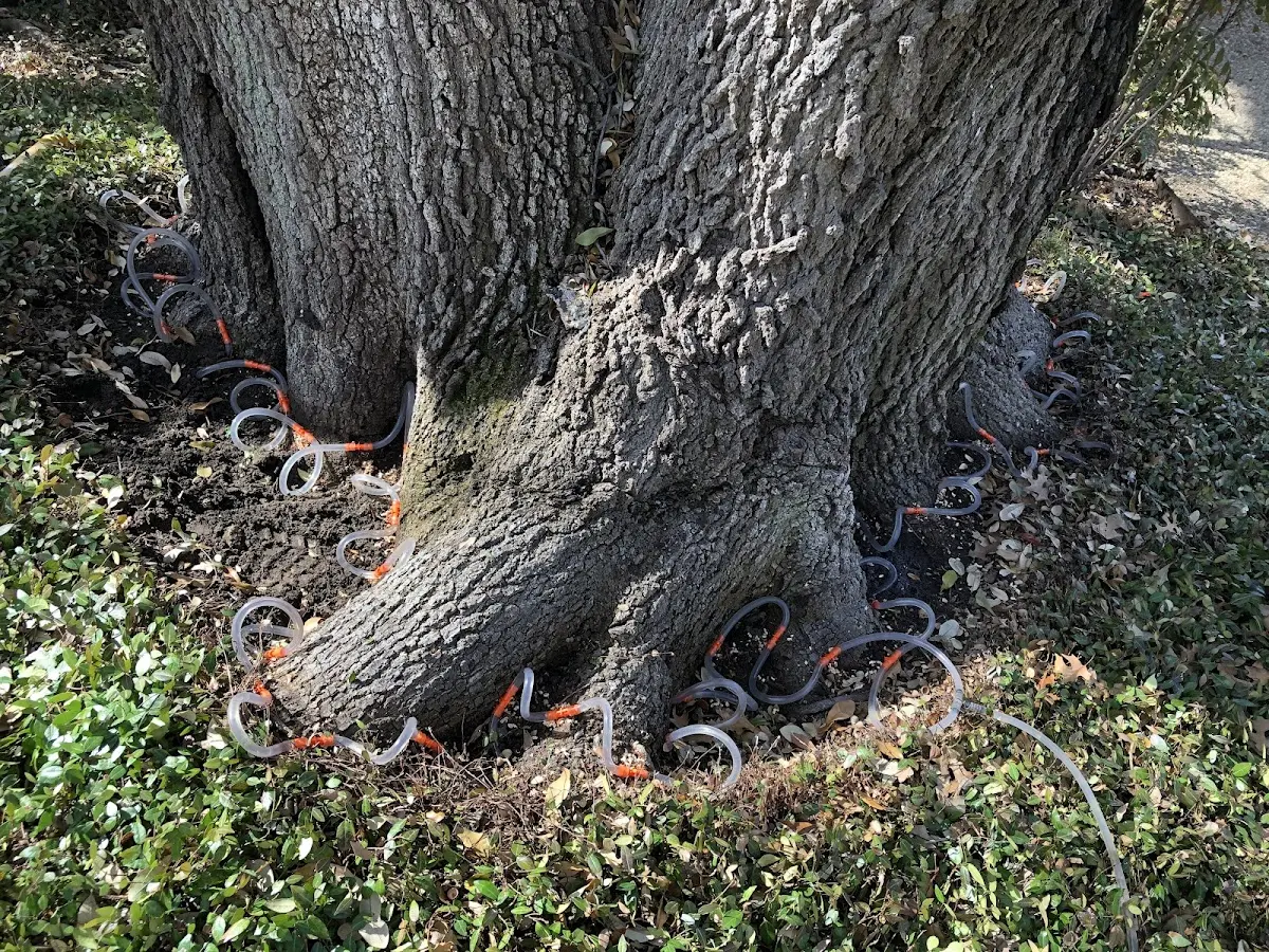 Detailed Shrub and Hedge Trimming job site in Dahlen