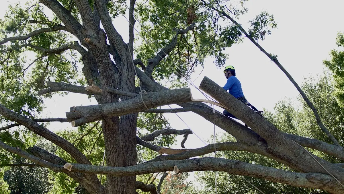 Professional Hazardous Tree Removal performed by certified arborists in Dahlen